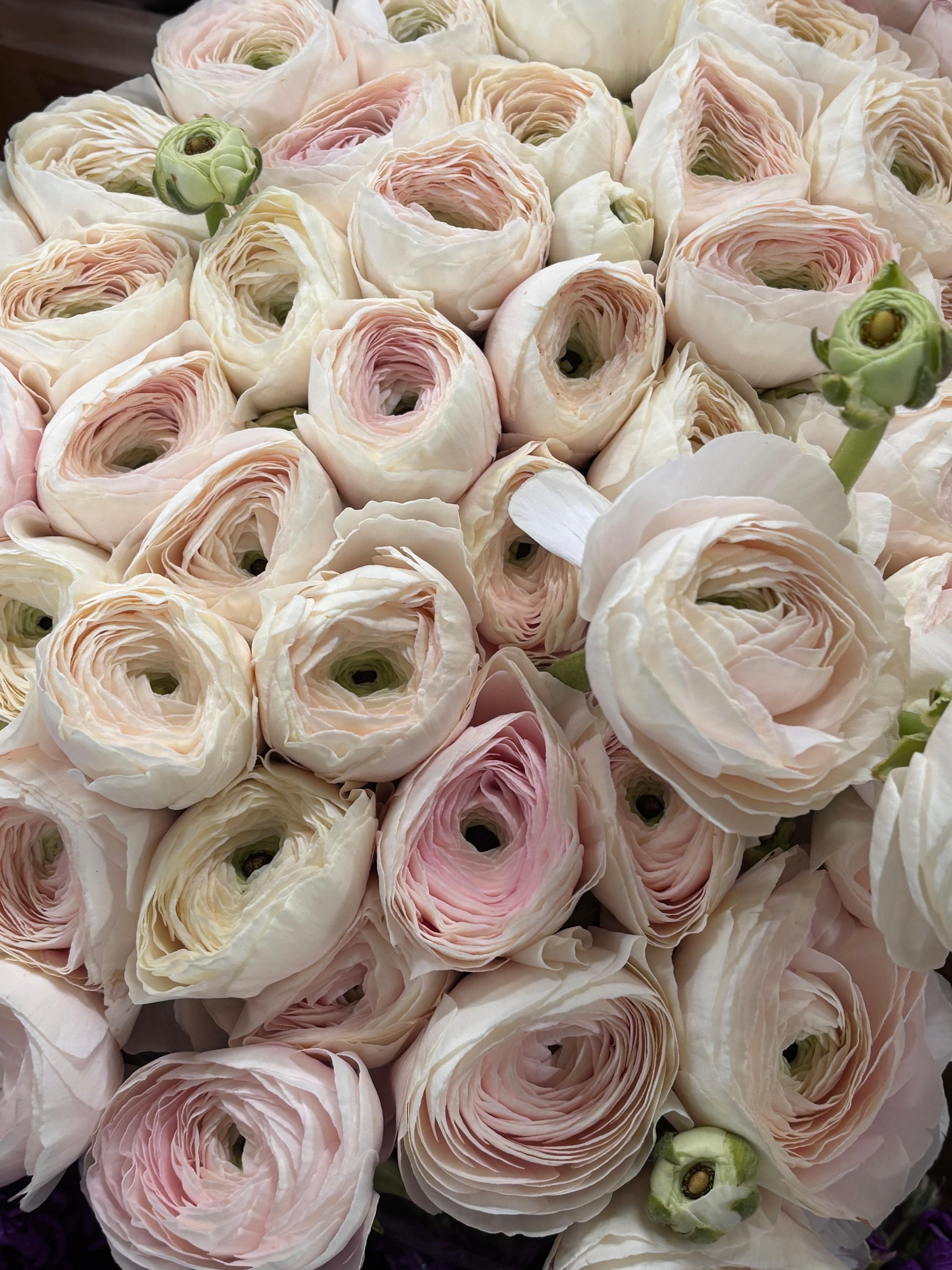 Ranunculus